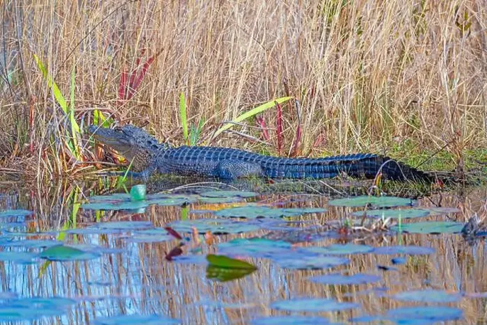 Framed Print : Alligator Sunning in the Grasses in the Okeefenokee National Wildlife Refuge in Georgia Framed Print : Alligator Sunning in the Grasses in the Okeefenokee National Wildlife Refuge in Georgia