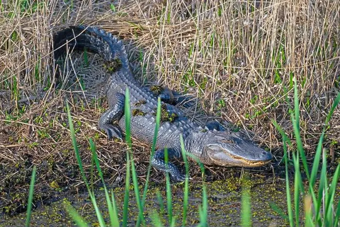 Framed Print : Alligator Watching From a Marshland Shore in the Cameron Prairie National Wildlife Refuge in Louisiana Framed Print : Alligator Watching From a Marshland Shore in the Cameron Prairie National Wildlife Refuge in Louisiana