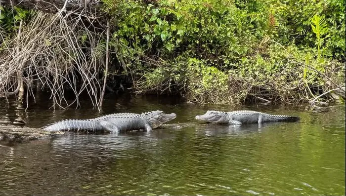 Framed Print : Two alligators facing each other on the edge of the Peace River in Florida USA Framed Print : Two alligators facing each other on the edge of the Peace River in Florida USA