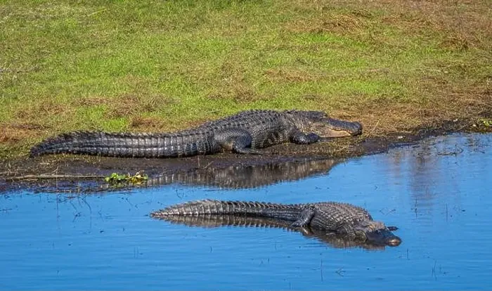 Framed Print : Alligators in the Myakka River in Myakka River State Park in Sarasota Florida USA Framed Print : Alligators in the Myakka River in Myakka River State Park in Sarasota Florida USA