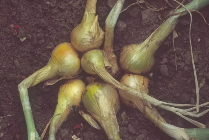Framed Print : Allium cepa (Aggregatum group) Golden Gourmet AGM Clump of shallot bulbs in ground ready for harvesting Framed Print : Allium cepa (Aggregatum group) Golden Gourmet AGM Clump of shallot bulbs in ground ready for harvesting