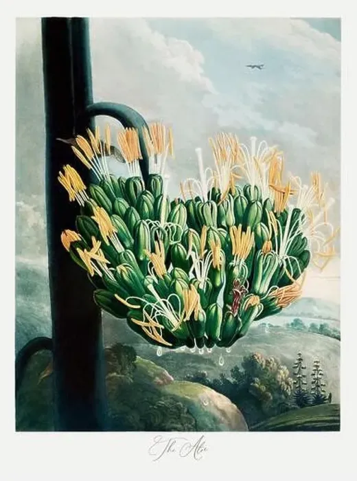 Framed Print : The Aloe. Antique Victorian Flower painting. Illustration from the book The Temple of Flora by Robert Thornton (1807)