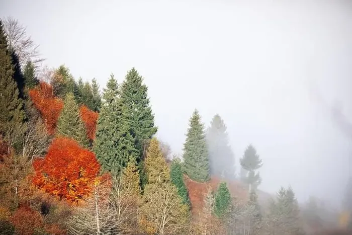 Framed Print : Alpine autumn deciduous forest above clouds Drone view Framed Print : Alpine autumn deciduous forest above clouds Drone view