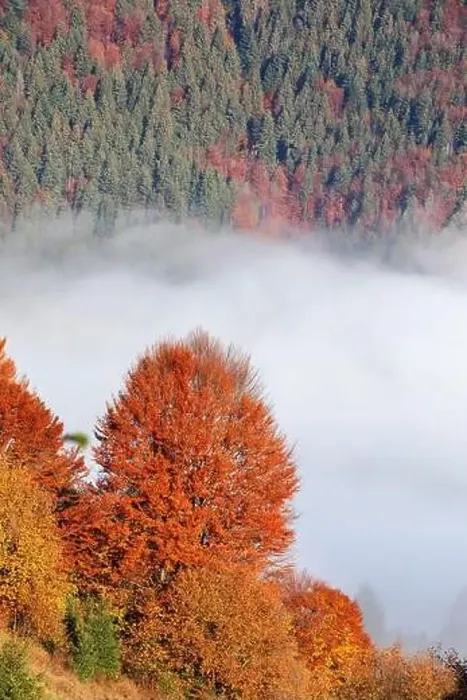 Framed Print : Alpine autumn deciduous forest above clouds Drone view Framed Print : Alpine autumn deciduous forest above clouds Drone view