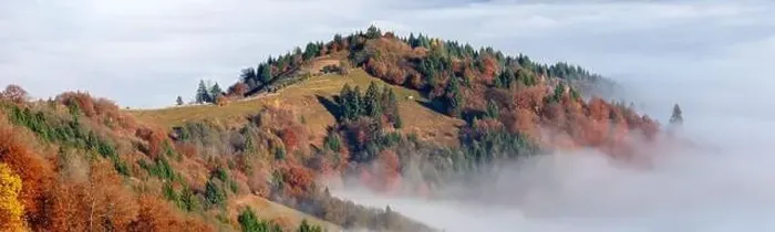 Framed Print : Alpine autumn deciduous forest above clouds Drone view Framed Print : Alpine autumn deciduous forest above clouds Drone view