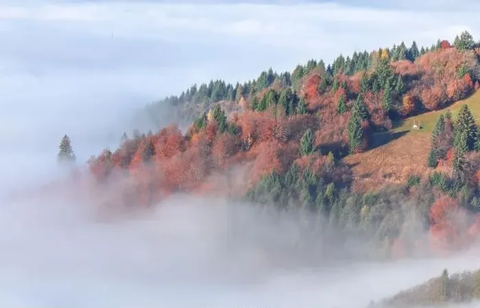 Framed Print : Alpine autumn deciduous forest above clouds Drone view Framed Print : Alpine autumn deciduous forest above clouds Drone view