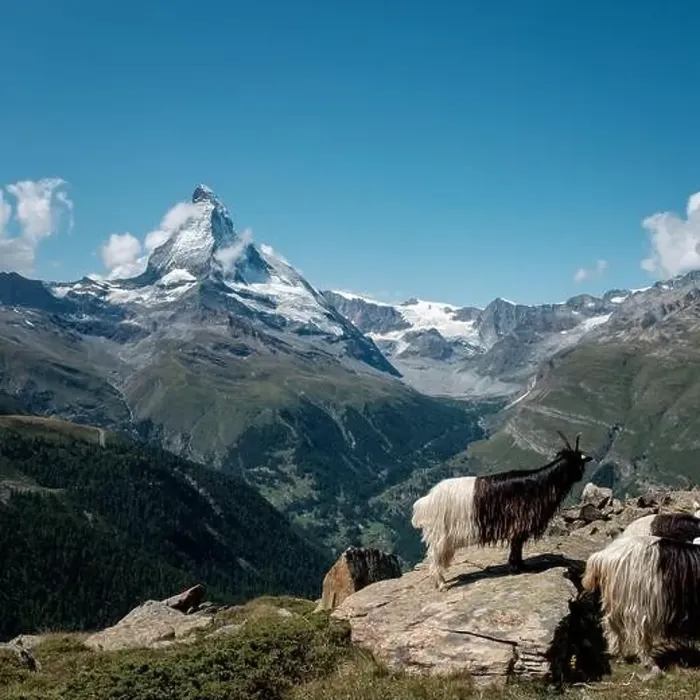 Framed Print : Alpine mountain goats in front of the famous Matterhorn mountain. View from the Five Lakes walking trail Framed Print : Alpine mountain goats in front of the famous Matterhorn mountain. View from the Five Lakes walking trail