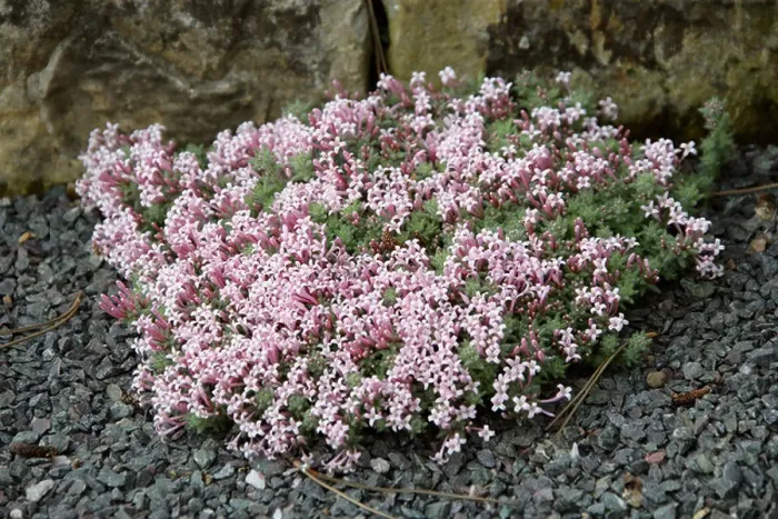 Framed Print : Alpine or Woolly Woodruff, Asperula arcadiensis, Rubiaceae, Greece Framed Print : Alpine or Woolly Woodruff, Asperula arcadiensis, Rubiaceae, Greece