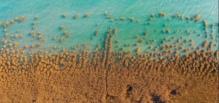 Framed Print : Alsoors Hungary - Aerial view of beautiful reeds formation with crystal clear turquoise water at lake Balaton Framed Print : Alsoors Hungary - Aerial view of beautiful reeds formation with crystal clear turquoise water at lake Balaton