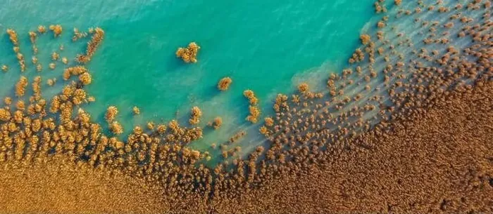 Framed Print : Alsoors Hungary - Aerial view of beautiful reeds formation with crystal clear turquoise water at lake Balaton Framed Print : Alsoors Hungary - Aerial view of beautiful reeds formation with crystal clear turquoise water at lake Balaton