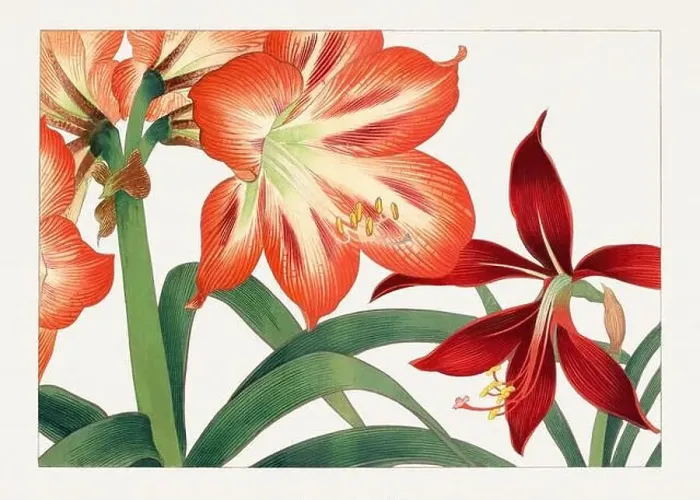 Framed Print : Amaryllis flower. Asian art. Japanese flower woodblock art by Tanigami Kônan Framed Print : Amaryllis flower. Asian art. Japanese flower woodblock art by Tanigami Kônan