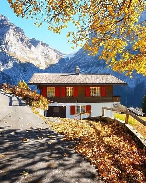 Amazing autumn landscape in Switzerland mountains. Traditional wooden house and yellow leaves in Grindelwald village, Swiss Alps