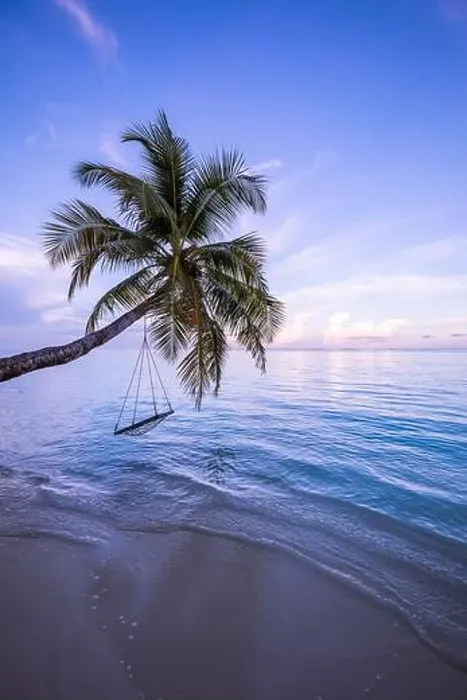 Framed Print : Amazing beach with palm trees and swing at sunset. Beautiful sunset on tropical sea beach background for travel in holiday relax time Framed Print : Amazing beach with palm trees and swing at sunset. Beautiful sunset on tropical sea beach background for travel in holiday relax time