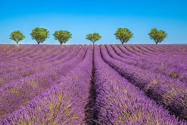 Amazing dream landscape, trees with blooming lavender flowers under blue sky, sunny summer floral. Inspirational nature Valensole. Provence, France