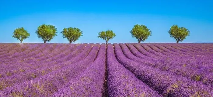 Framed Print : Amazing dream landscape, trees with blooming lavender flowers under blue sky, sunny summer floral. Inspirational nature Valensole. Provence, France Framed Print : Amazing dream landscape, trees with blooming lavender flowers under blue sky, sunny summer floral. Inspirational nature Valensole. Provence, France