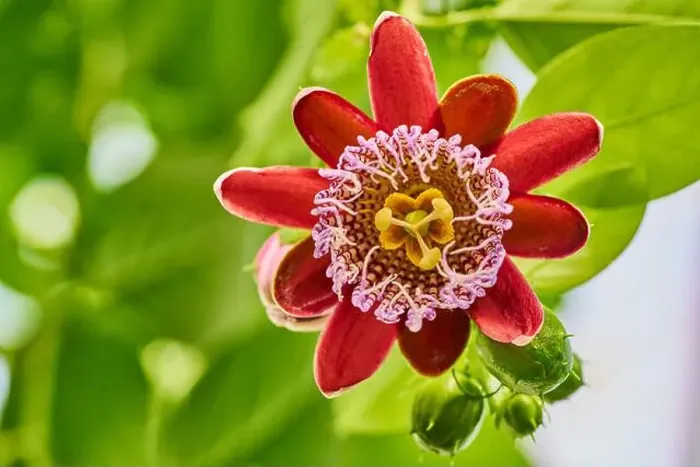 Framed Print : The Amazing flower of the tropical Passion flower (Passiflora alata) Framed Print : The Amazing flower of the tropical Passion flower (Passiflora alata)