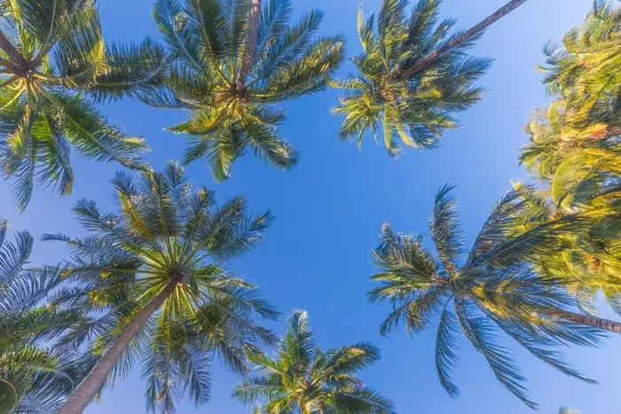 Framed Print : Amazing green palm trees with blue sky. Nature background Framed Print : Amazing green palm trees with blue sky. Nature background