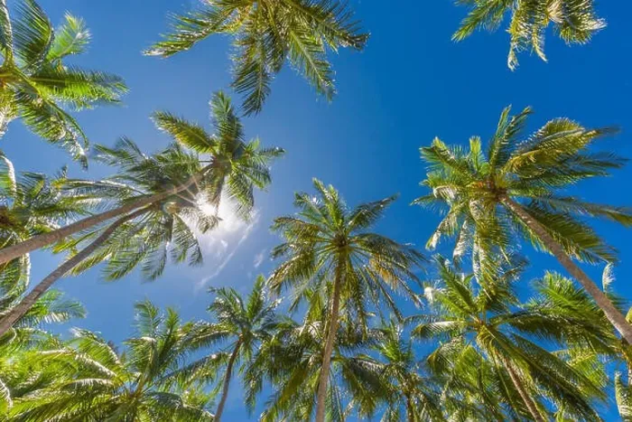 Framed Print : Amazing green palm trees with blue sky. Nature background Framed Print : Amazing green palm trees with blue sky. Nature background