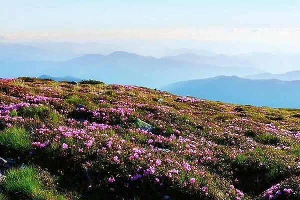 Amazing landscape with charming pink rhododendron flowers at Carpathian mountains. Beautiful nature background and perfect summer wallpaper