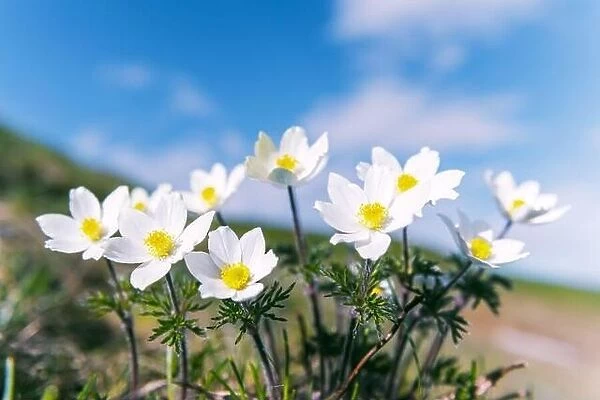Amazing landscape with magic white flowers and blue sky on summer mountains. Nature background