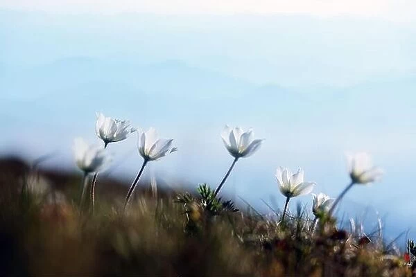 Amazing landscape with magic white flowers on summer mountains. Nature background