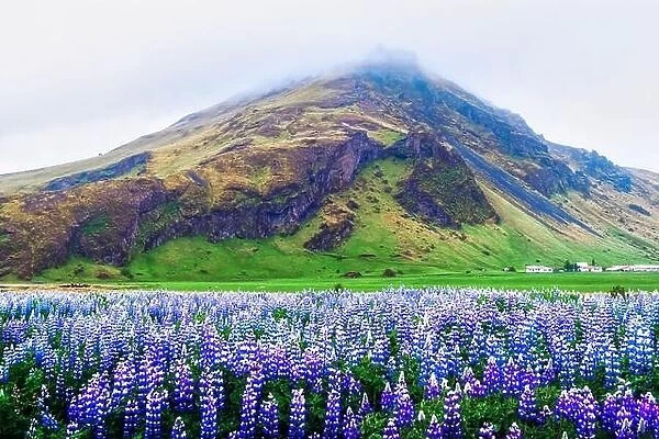 Amazing landscape with mountain and lupine flowers field, Iceland, Europe