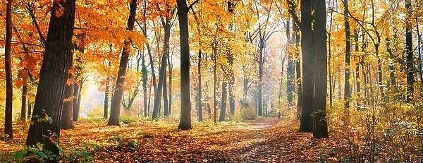 Amazing nature panorama of a gorgeous forest in autumn, a scenic landscape with morning mist and sunshine. Colorful leaves, dream nature landscape