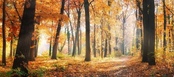 Framed Print : Amazing nature panorama of a gorgeous forest in autumn, a scenic landscape with morning mist and sunshine. Colorful leaves, dream nature landscape Framed Print : Amazing nature panorama of a gorgeous forest in autumn, a scenic landscape with morning mist and sunshine. Colorful leaves, dream nature landscape