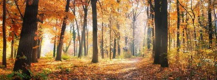Framed Print : Amazing nature panorama of a gorgeous forest in autumn, a scenic landscape with morning mist and sunshine. Colorful leaves, dream nature landscape Framed Print : Amazing nature panorama of a gorgeous forest in autumn, a scenic landscape with morning mist and sunshine. Colorful leaves, dream nature landscape