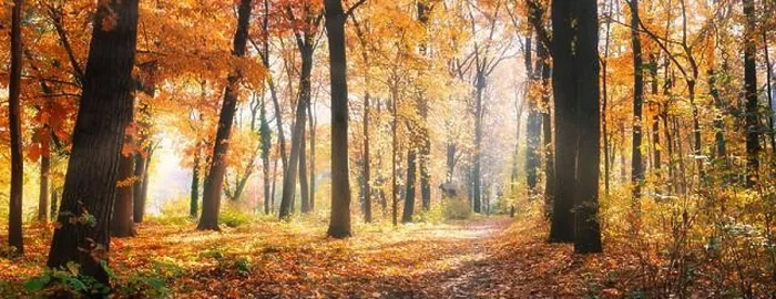 Framed Print : Amazing nature panorama of a gorgeous forest in autumn, a scenic landscape with morning mist and sunshine. Colorful leaves, dream nature landscape Framed Print : Amazing nature panorama of a gorgeous forest in autumn, a scenic landscape with morning mist and sunshine. Colorful leaves, dream nature landscape