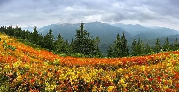 Amazing panorama with orange blueberry bushes covering an autumn meadow in the Carpathians, Ukraine. Landscape photography