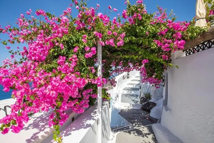 Framed Print : Amazing panoramic landscape, luxury travel vacation. Oia town on Santorini island, Greece. Traditional and famous white architecture and pink flowers Framed Print : Amazing panoramic landscape, luxury travel vacation. Oia town on Santorini island, Greece. Traditional and famous white architecture and pink flowers