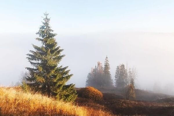 Amazing scene on autumn mountains. Orange grass and pine trees in fantastic morning fog. Carpathians, Europe. Landscape photography