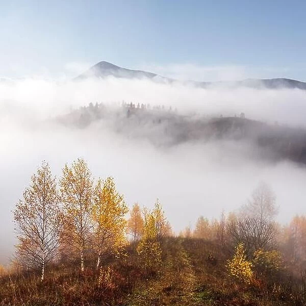 Amazing scene on foggy autumn mountains. Yellow and orange trees in fantastic morning sunlight. Carpathians, Europe. Landscape photography