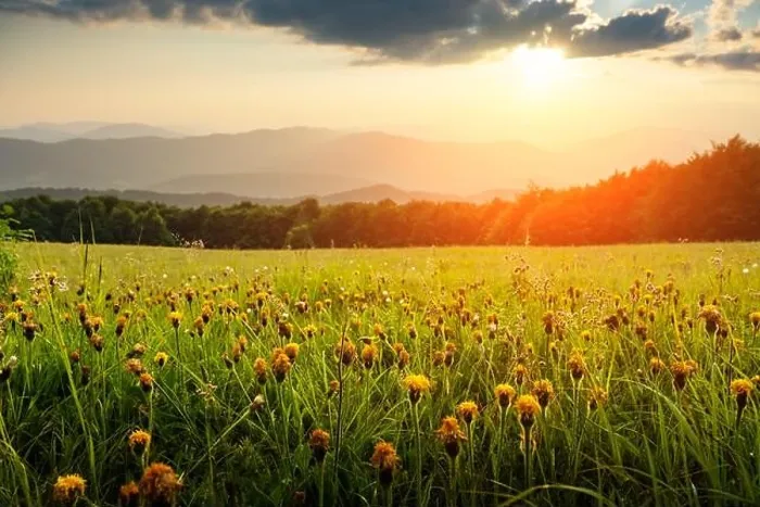 Framed Print : Amazing scene in summer mountains. Lush green grassy meadows with yello flowers in fantastic evening sunlight. Carpathians, Europe Framed Print : Amazing scene in summer mountains. Lush green grassy meadows with yello flowers in fantastic evening sunlight. Carpathians, Europe