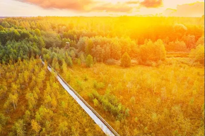 Framed Print : Amazing Scenic Aerial Bright Sunbeams View Of Nature Reserve Swamp Landscape. Narrow Wooden Hiking Trail Winding Through Marsh. Cognitive Boardwalk Framed Print : Amazing Scenic Aerial Bright Sunbeams View Of Nature Reserve Swamp Landscape. Narrow Wooden Hiking Trail Winding Through Marsh. Cognitive Boardwalk