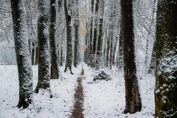 Amazing snowy alley with Jack Russell Terrier breed dog on a thin path. Picturesque winter scene. Landscape photography