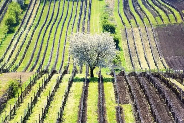 Framed Print : Amazing Spring Landscape With White Blossoming Cherry Tree Between Rows Of Vineyards In South Moravia, Czech Republic Framed Print : Amazing Spring Landscape With White Blossoming Cherry Tree Between Rows Of Vineyards In South Moravia, Czech Republic