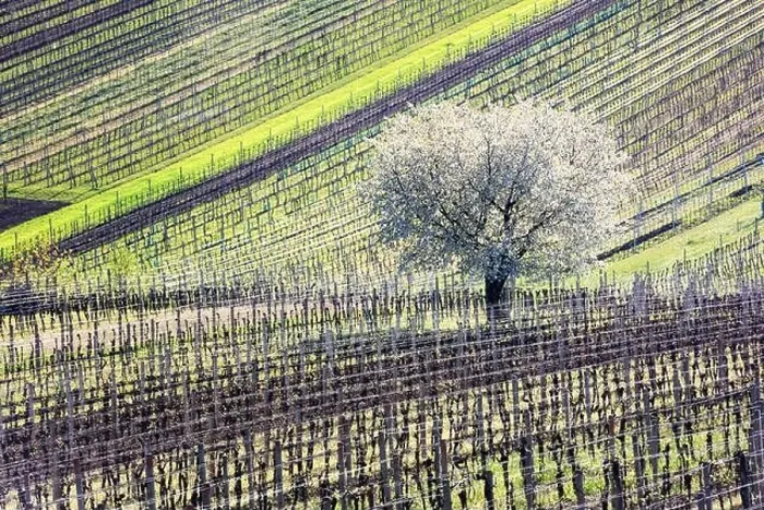 Framed Print : Amazing Spring Landscape With White Blossoming Cherry Tree Between Rows Of Vineyards In South Moravia, Czech Republic Framed Print : Amazing Spring Landscape With White Blossoming Cherry Tree Between Rows Of Vineyards In South Moravia, Czech Republic