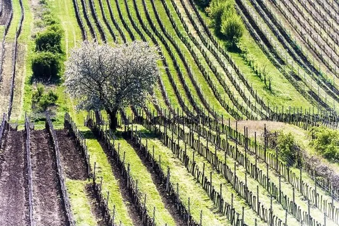 Framed Print : Amazing Spring Landscape With White Blossoming Cherry Tree Between Rows Of Vineyards In South Moravia, Czech Republic Framed Print : Amazing Spring Landscape With White Blossoming Cherry Tree Between Rows Of Vineyards In South Moravia, Czech Republic