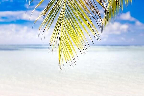 Amazing summer beach landscape, exotic palm leaf with sea view and blue sky. Idyllic luxury vacation or travel beach scene. Tropical beach nature