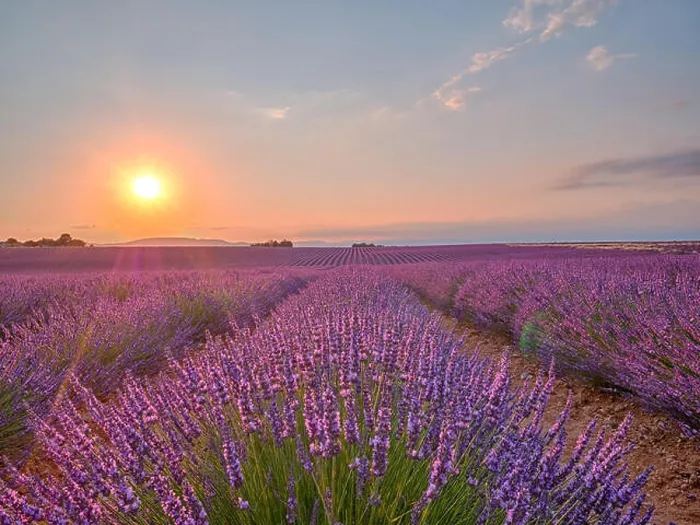 Framed Print : Amazing sunset over violet lavender field in Provence Framed Print : Amazing sunset over violet lavender field in Provence