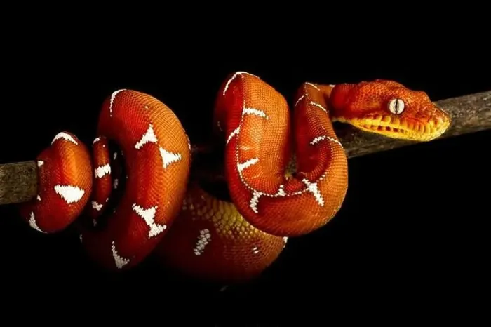 Framed Print : Amazon Basin emerald tree boa (Corallus batesii)