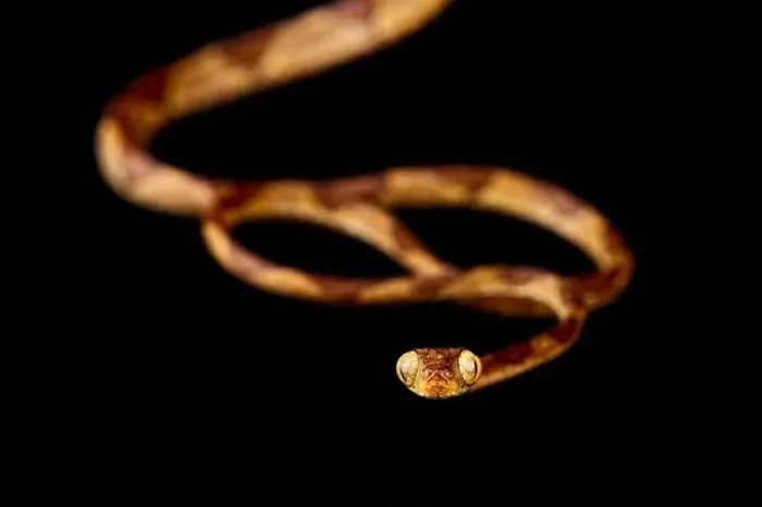 Framed Print : Amazon basin tree snake (Imantodes lantiferus)