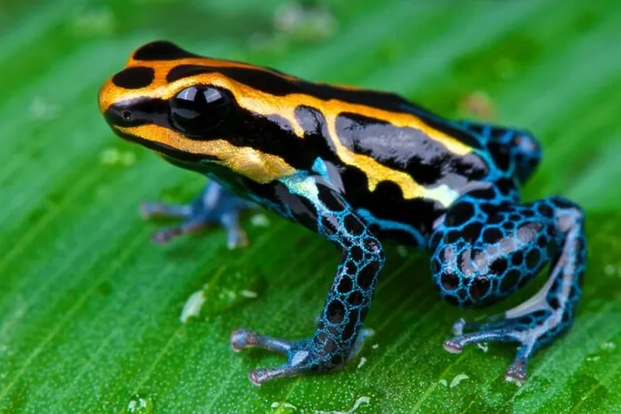 Framed Print : Amazon dart frog / Ranitomeya ventrimaculata Framed Print : Amazon dart frog / Ranitomeya ventrimaculata
