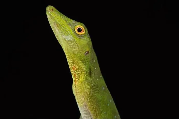 Framed Print : Amazon green anole (Anolis punctatus) Framed Print : Amazon green anole (Anolis punctatus)