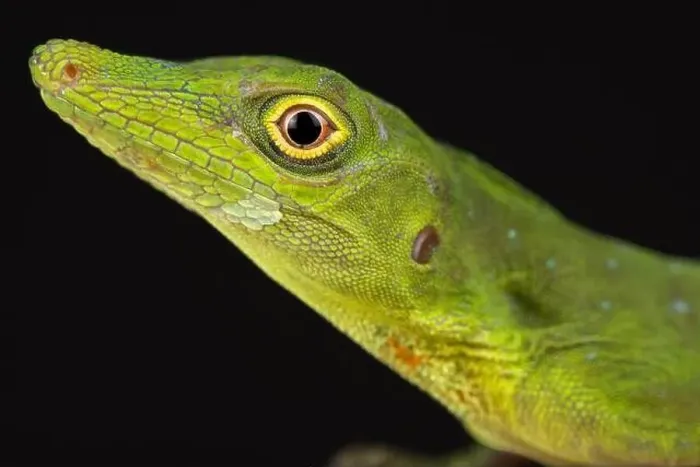 Framed Print : Amazon green anole (Anolis punctatus) Framed Print : Amazon green anole (Anolis punctatus)