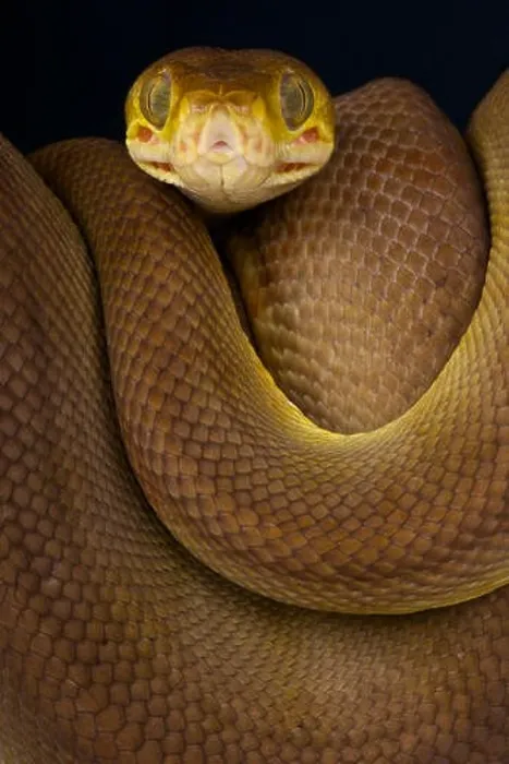 Framed Print : Amazon tree boa / Corallus hortulanus Framed Print : Amazon tree boa / Corallus hortulanus