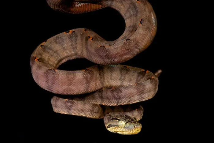 Framed Print : Amazon tree boa / Corallus hortulanus Framed Print : Amazon tree boa / Corallus hortulanus
