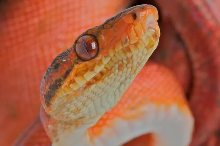 Framed Print : Amazon tree boa / Corallus hortulanus Framed Print : Amazon tree boa / Corallus hortulanus
